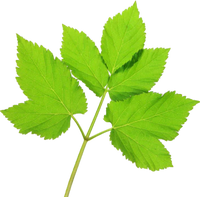 Horny Goat Weed